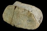 Fossil Hadrosaur Phalange (Toe) Bone - Aguja Formation, Texas #116587-1